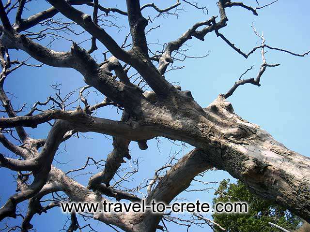 ELAFONISSOS - A tree on the way to Elafonissos