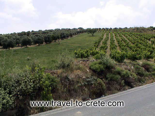 CRETE LAND - The ancient products of Crete: Olive oil and wine