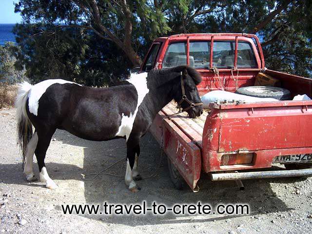 PALEOHORA - A pony horse eating in Paleohora