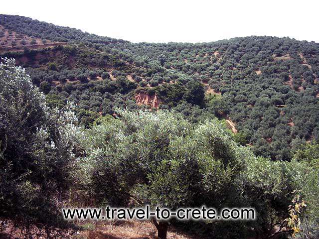 PALEOHORA - A typical Cretan landscape with olive oil trees on the way to Paleohora