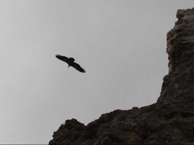 Eagle in the sky - I took this picture in Crete (Koustalokito). It was fantastic because this day the sky was grey and the coulour of the mountain due to the lack of sun seems to be black. It was a kind of a horror scene in a movie.
And suddenly some eagles came around bu