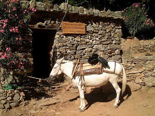 Donkey - In Creta the famous Gorge of Samaria that needs 6 to 7 hours to walk it from the high point to the sea. I you have to stop for any reason you can't go back, so you can continue riding this kind of lovely donkey. by Alain Boccard