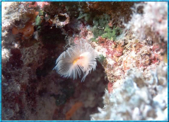 Tube Worm CLICK TO ENLARGE