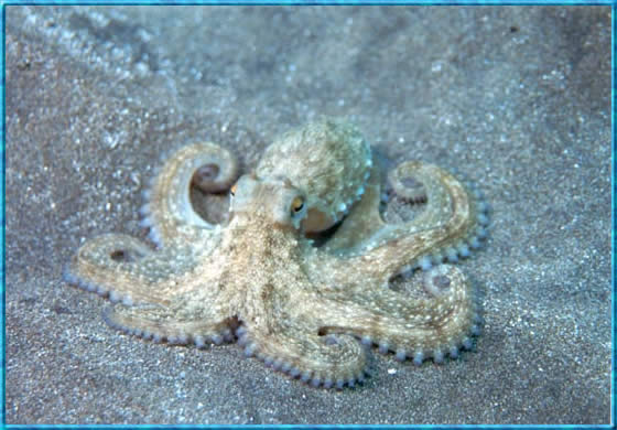 An octopus