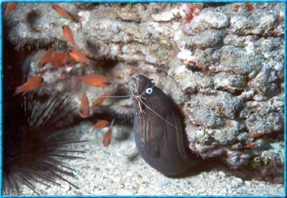 Moray Eel CLICK TO ENLARGE