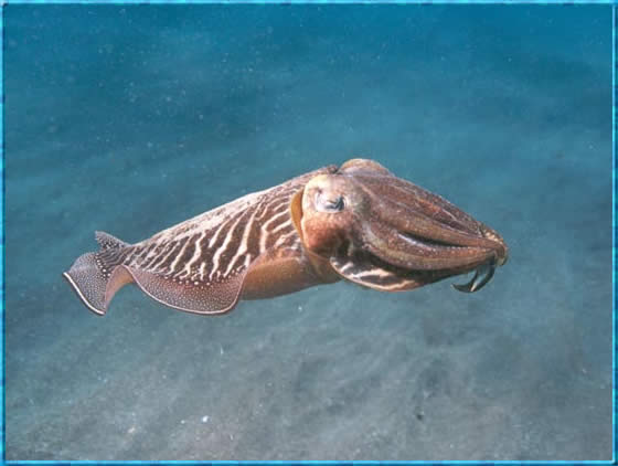 Cuttle fish CLICK TO ENLARGE