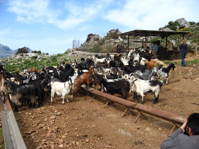 The shepherds go up on the mountains to milk their goats. There are no milking machines, not even any electricity to run them if there were!  Instead, the men use highly trained dogs to round up the goats from wherever they are on the mountain, then herd them into a pen, pushing them forward so the men can grab them and milk them by hand, rapidly squirting the milk into a large can set into a concrete holder.<br>
The local cheese makers process the milk obtained from the goats.  They make several kinds of fresh and aged cheeses there. <br>
The traditional way of roasting meat in Crete, is skewering the meat on spikes and resting it on stakes pounded into the ground so the fat drips away from the meat without creating flare-ups. 
Inside the village community centre a massive display of foods is lining the perimeter of a large room. Each woman in the village brings a different traditional dish. <br>
There are pastries made with homemade strawberry and apricot jams, tiny fried pastry pockets filled with sweet cheese, savory pockets stuffed with spinach or wild greens, pork with wild greens, cured olives, umpteen artichoke dishes, rabbit and much more. 
